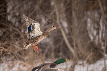 duck flying 