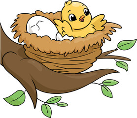 Baby bird in a nest on white background