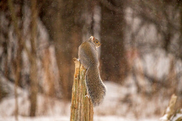 squirrel on a post 