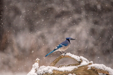bird on a branch