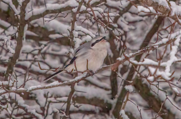 northern shrike on a branch in snow