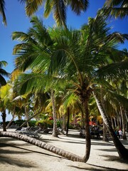 palm trees on the beach, a sunny day in Dominican Republic