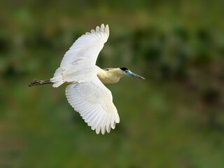 Capped Heron flying against green background 
