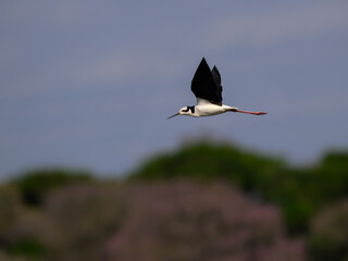 Black-necked Stilt in flight against blue sky