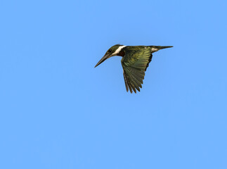 Obraz premium Amazon Kingfisher flying against blue sky