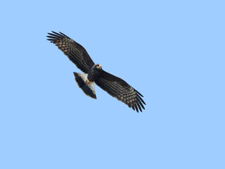 Snail Kite  in flight hunting against blue sky