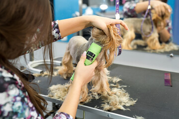 Veterinarian trimming a yorkshire terrier with a hair clipper in a veterinary clinic. Female groomer haircut Yorkshire Terrier on the table for grooming in the beauty salon for dogs