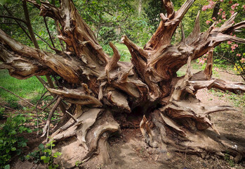 Mature,  beautiful  natural art from bark