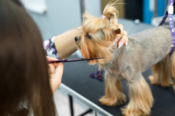 Female groomer haircut yorkshire terrier on the table for grooming in the beauty salon for dogs....
