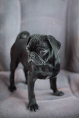 Perro pug color negro parado en el asiento de un coche cachorro adorable y pequeño 