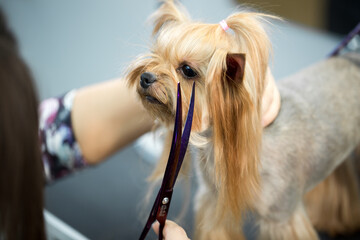 Female groomer haircut yorkshire terrier on the table for grooming in the beauty salon for dogs....