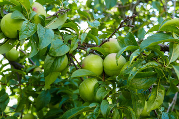 lots of plums on plum tree,close-up green plums,plums on branch close-up,