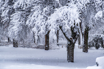 snow covered trees