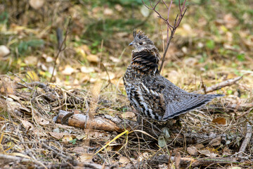 Ruffed grouse bird displaying in forest