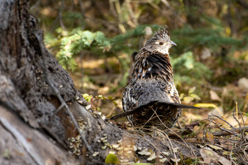 Ruffed grouse bird in forest
