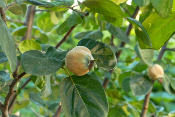 Obraz premium raw quince fruit,unripe quince close-up on the tree,