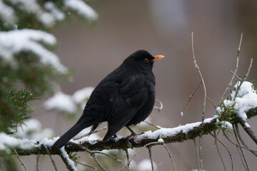 Amsel im Winter mit Schnee auf Ast