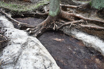 Obraz premium Archaeological excavations . In the 19th century, charcoal was harvested.