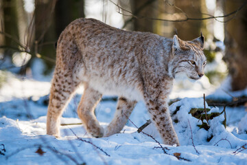 Luchs im Winter mit Schnee im Wald