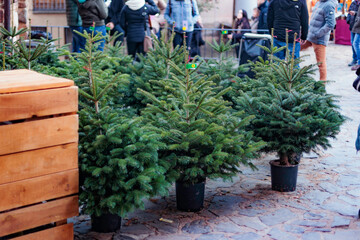 Sale young green fir Christmas trees, nordmann fir, ready for sale for Christmas celebration