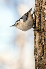 White-breasted nuthatch bird perched on tree portrait