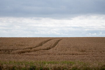 wheat field and sky