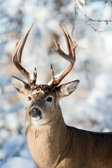 Deer buck with antlers portrait