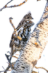 Ruffed grouse camoflauged in aspen tree