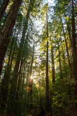 Sun shines through redwood forest, California