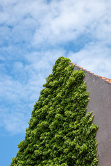 wine growing on the wall of an old house in front of the sky