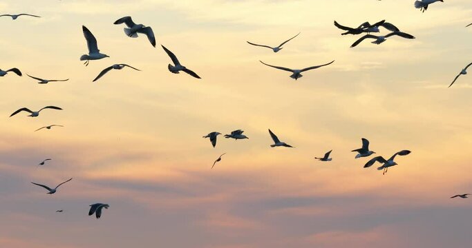 Flock of sea birds at sunset, the Mediterranean sea, France