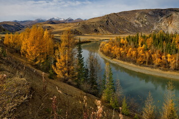 Russia. The South of Western Siberia, the Altai Mountains. Picturesque banks of the Chuya River near the village of Aktash, painted in yellow tones in late autumn.