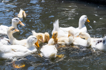 Duck in local farm of Taiwan