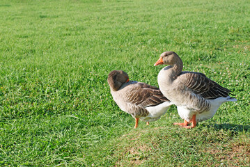 Couple of grey geese walking on green grass together looks for food leftovers. Grey goose plucking feathers from body stands on meadow