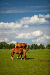 Horses grazing in field 