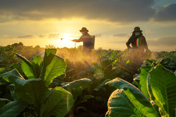 Agriculture chemical spray,  Two farmers fertilizing or spraying pesticides on growing tobacco fields. Tobacco Plant Growth Care. farmers planting tobacco season.