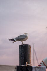 seagull on a post