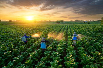 Agriculture Tobacco Farming,  Teamwork of Farmers fertilizing or spraying pesticides on growing...