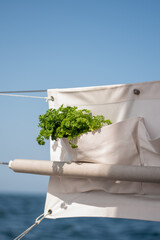 parsil herbs on a line in a pocket