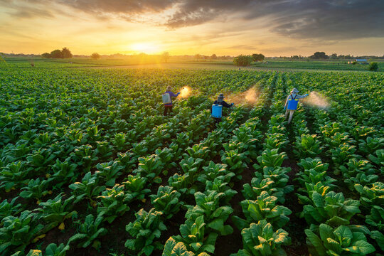 รูปภาพInsecticides – เลือกดูภาพถ่ายสต็อก เวกเตอร์ และวิดีโอ71,578 ...