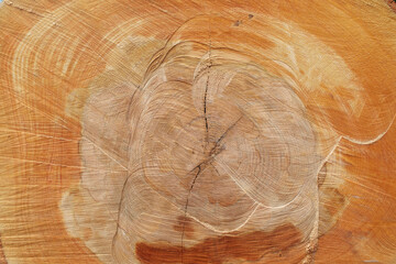 Tree cross section with annual rings and cracks from sawing closeup. Unequal marks from cutting wood with electric saw extreme closeup