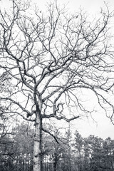 Black and White Bare Tree