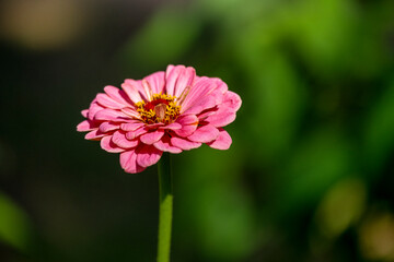 pink flower