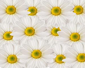 bright and colorful background of white chamomile flowers