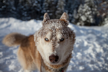 Siberian husky with blue eyes covered in snow