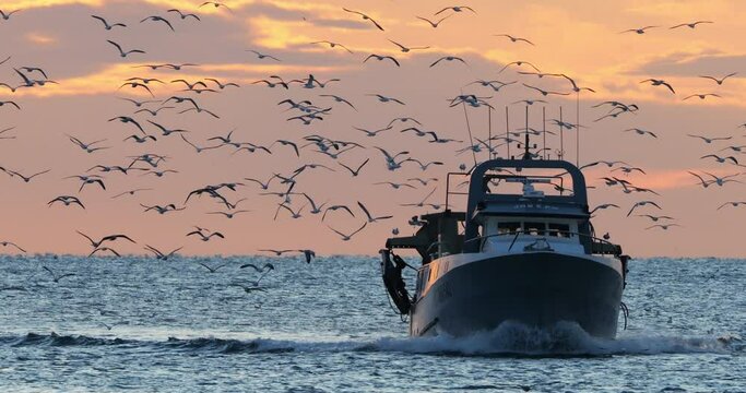 fishing boat coming back to the harbour at sunset, France