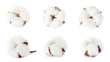 Set with fluffy cotton flowers on white background