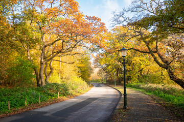 Scenic view of the Duinweg road in Scheveningen, municipality of The Hague, with trees in beautiful fall colors