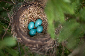 Four robin's eggs in a nest