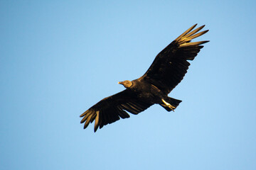 Black vulture bird in flight, Florianópolis, Brazil